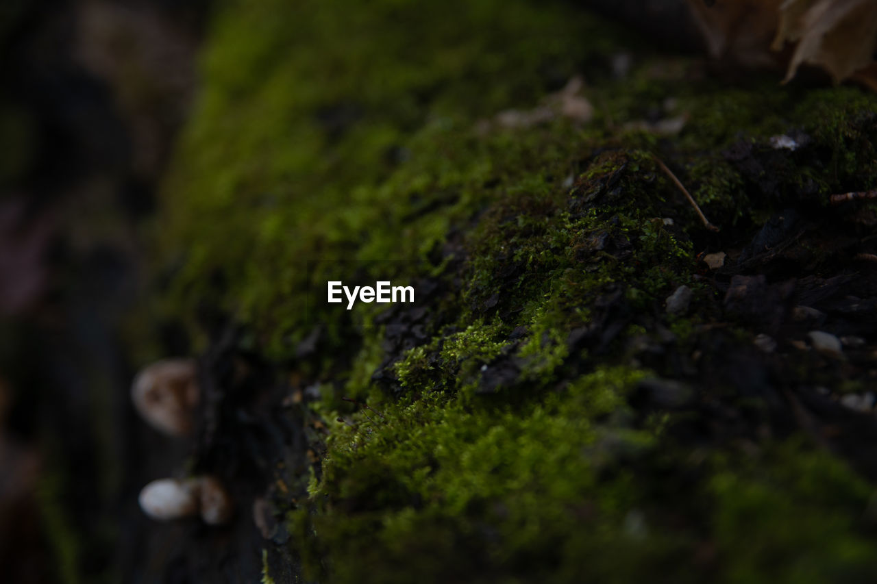 Close-up of mushroom growing on rock