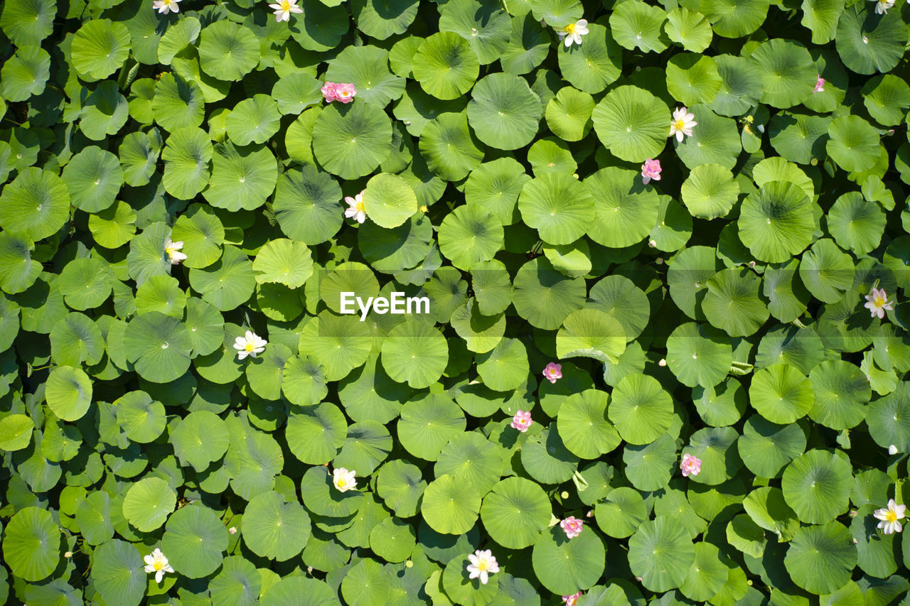 HIGH ANGLE VIEW OF LOTUS LEAVES FLOATING ON LAKE