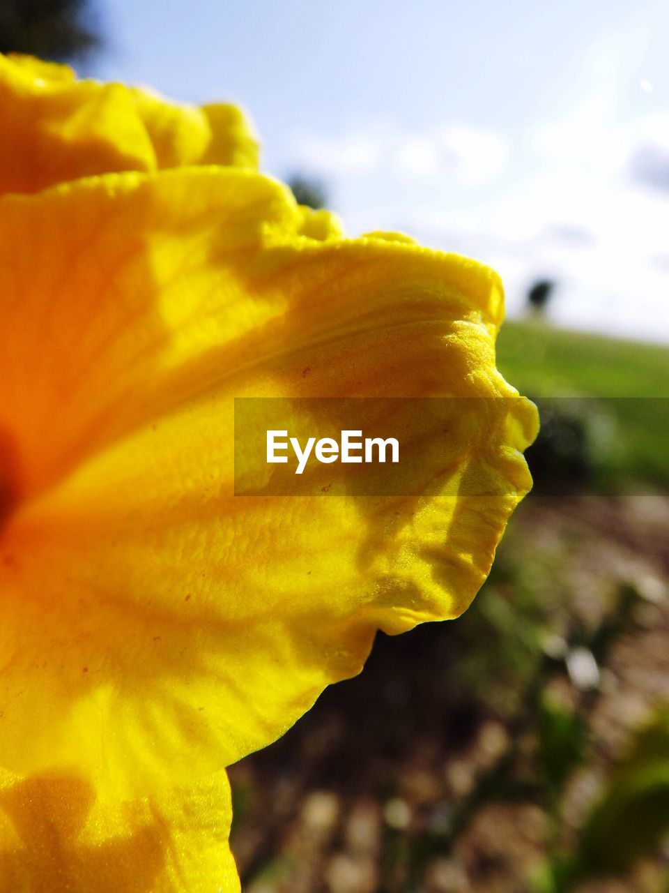 Macro shot of yellow rose flower