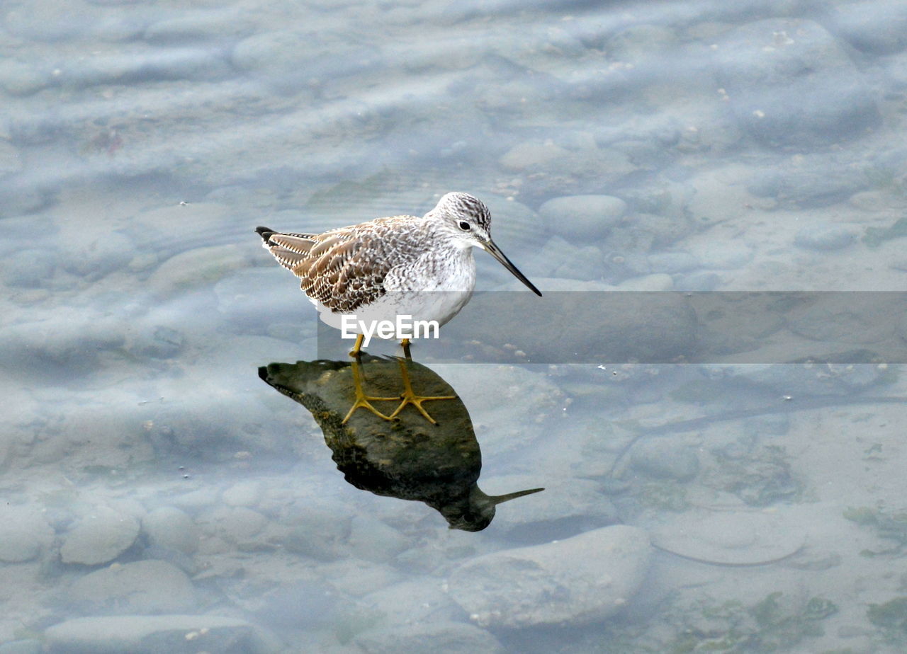 High angle view of sandpiper in lake