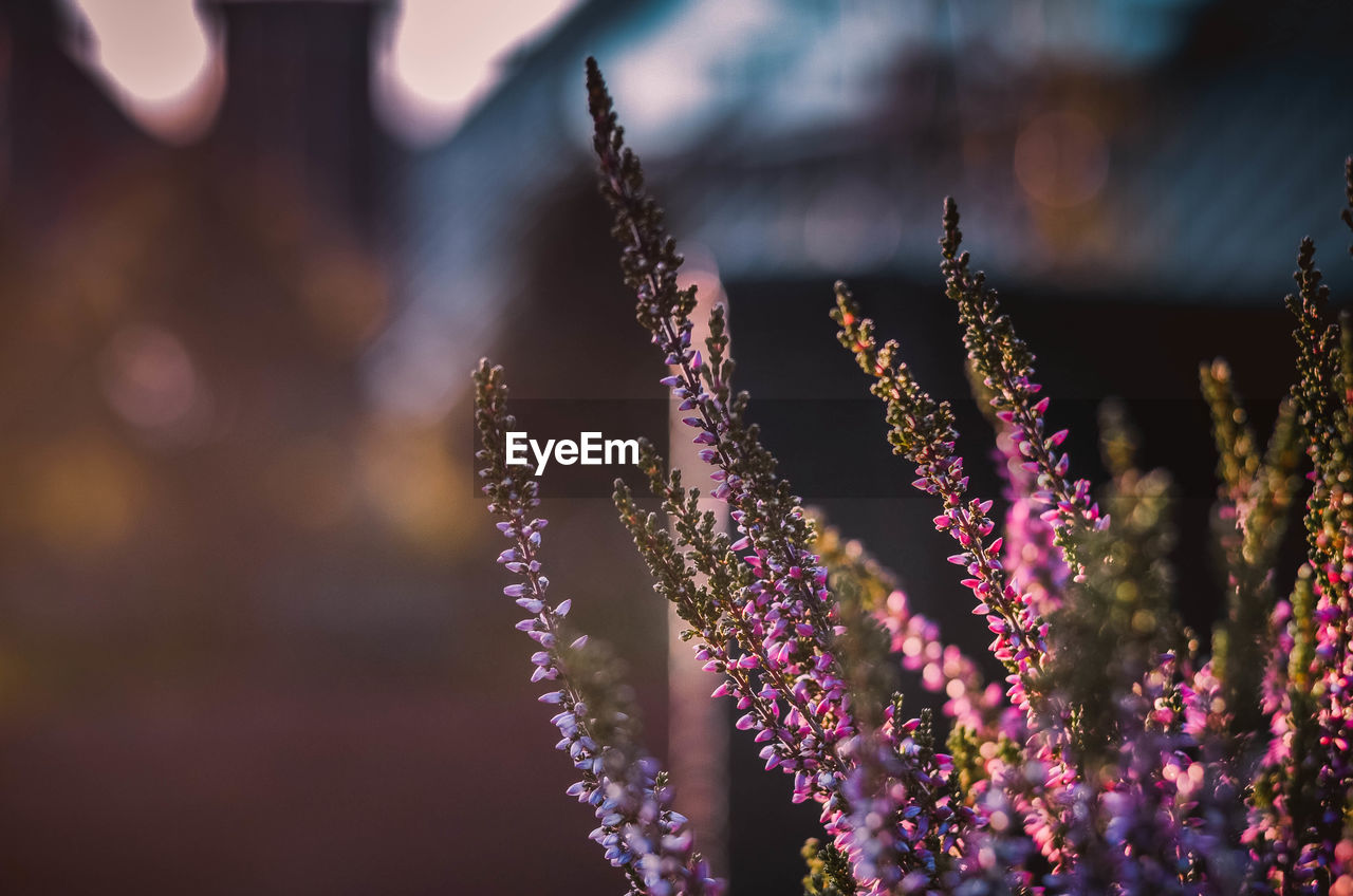 Close-up of purple flowering plants