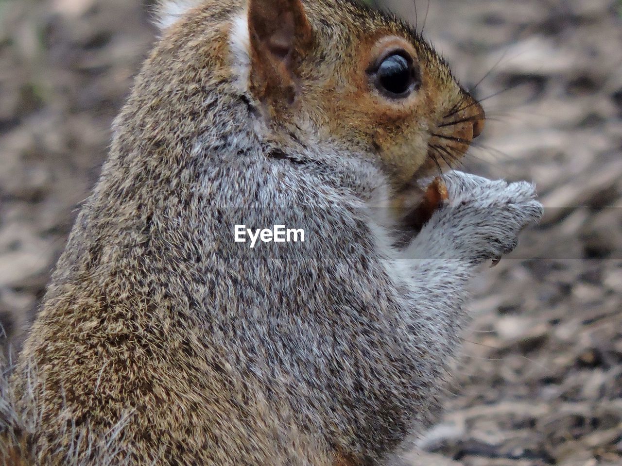 CLOSE-UP OF SQUIRREL ON TREE TRUNK