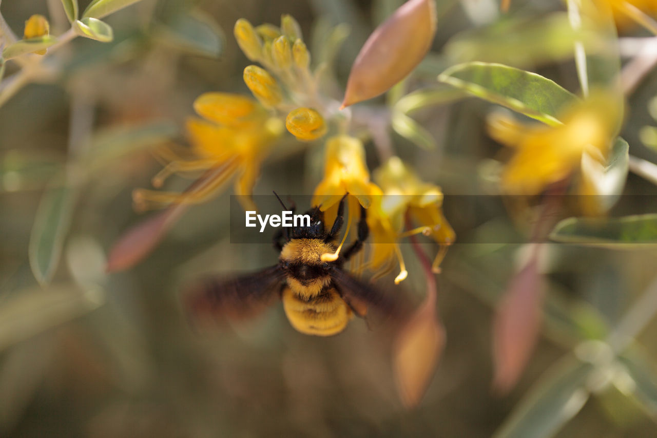 Close-up of bee by blooming flowers