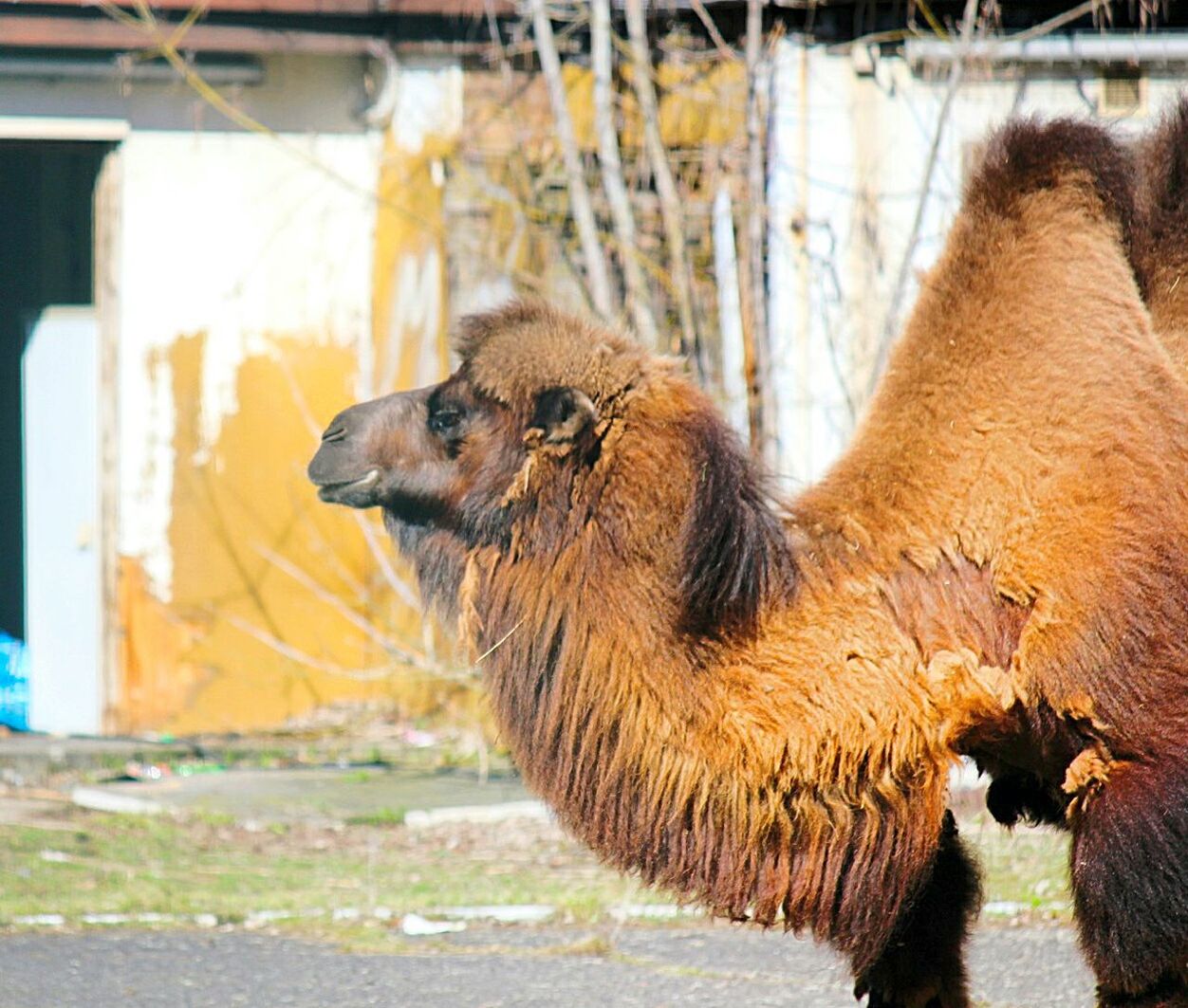 Camel standing against building