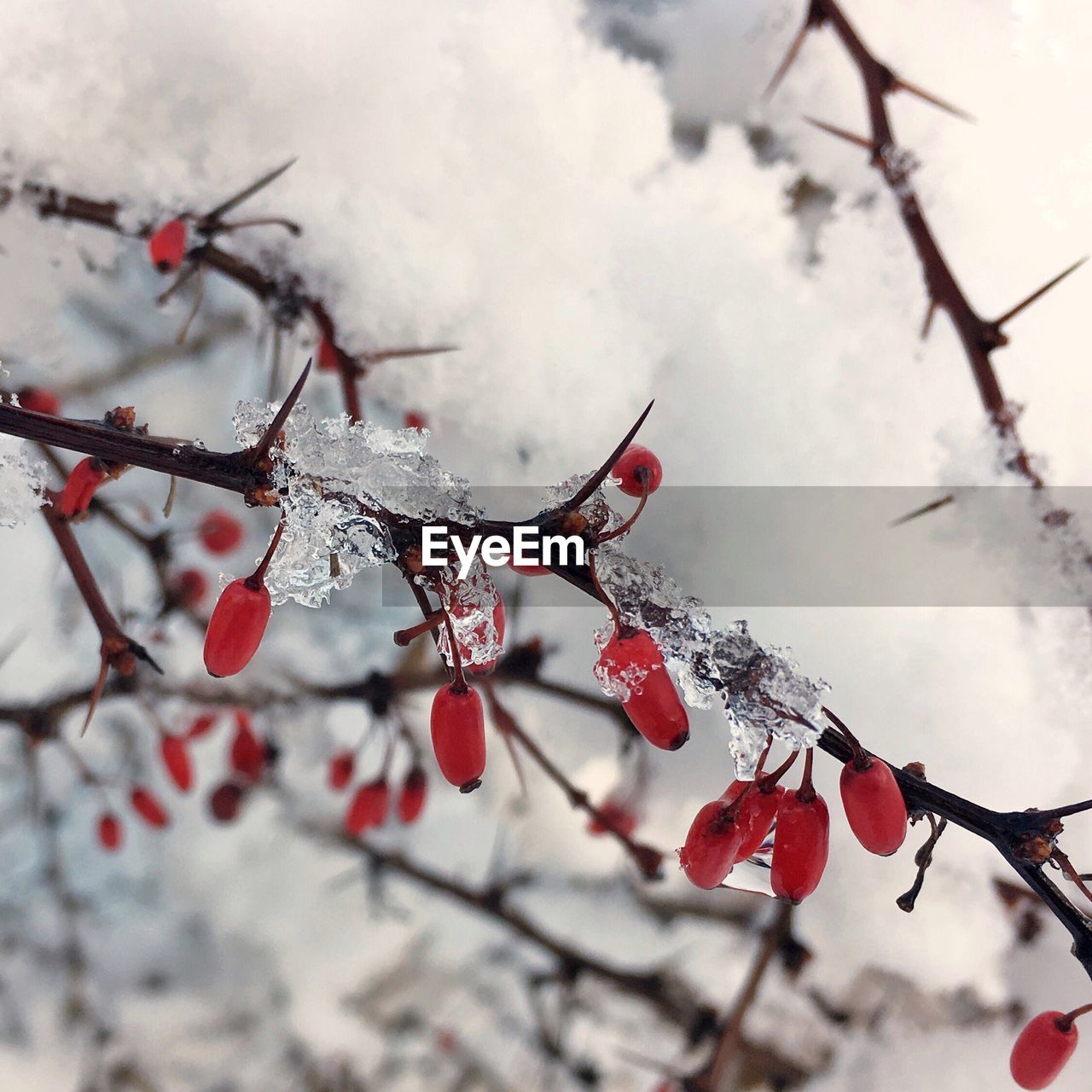 LOW ANGLE VIEW OF BRANCH AGAINST SKY