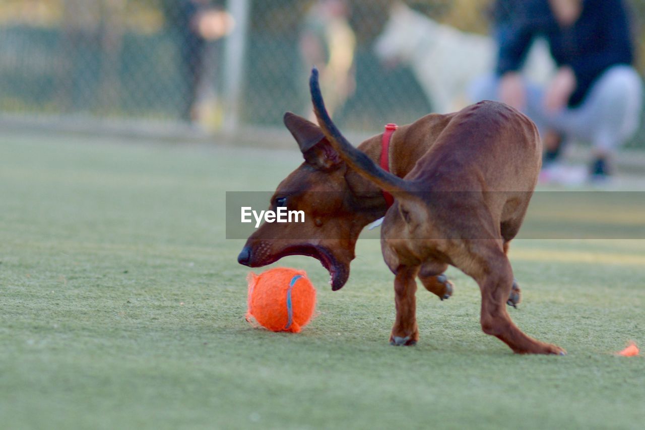 DOG WITH BALL IN MOUTH OPEN