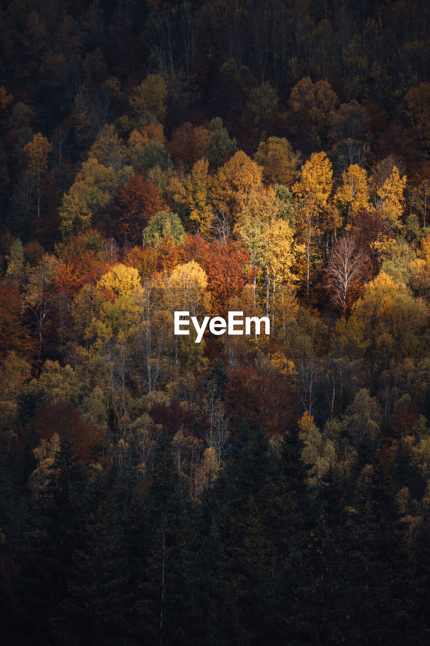 Full frame shot  of colorful trees in forest during autumn season at sunrise. copy space