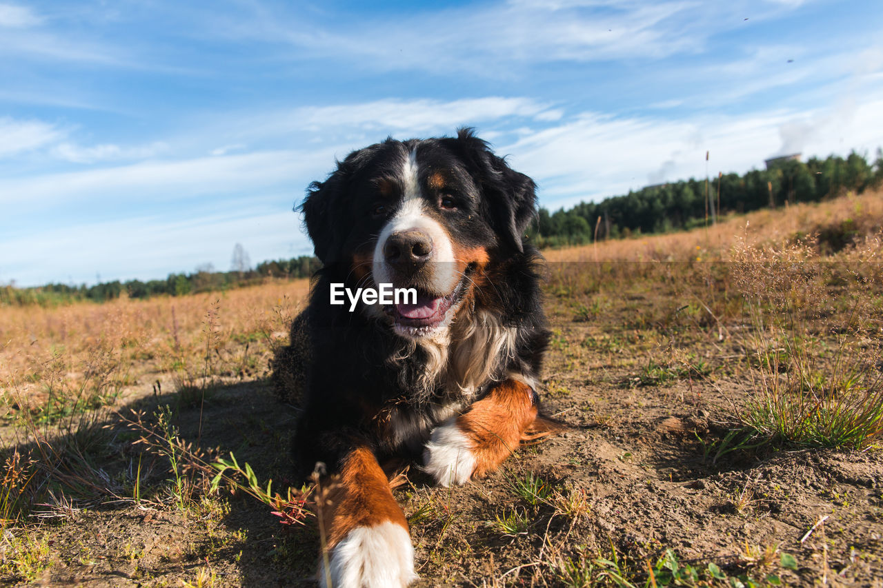 DOG ON FIELD