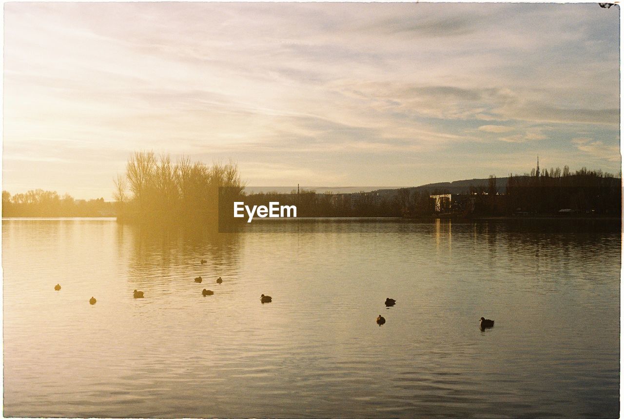 Ducks swimming in lake against sky