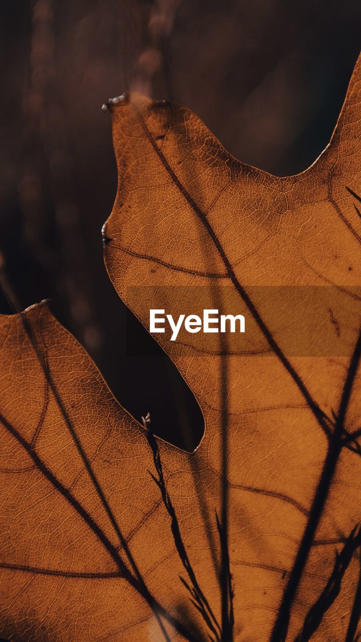 leaf, autumn, close-up, sunlight, no people, nature, yellow, macro photography, tree, light, dry, brown, plant part, darkness, outdoors, branch, sky, focus on foreground, animal, day, plant