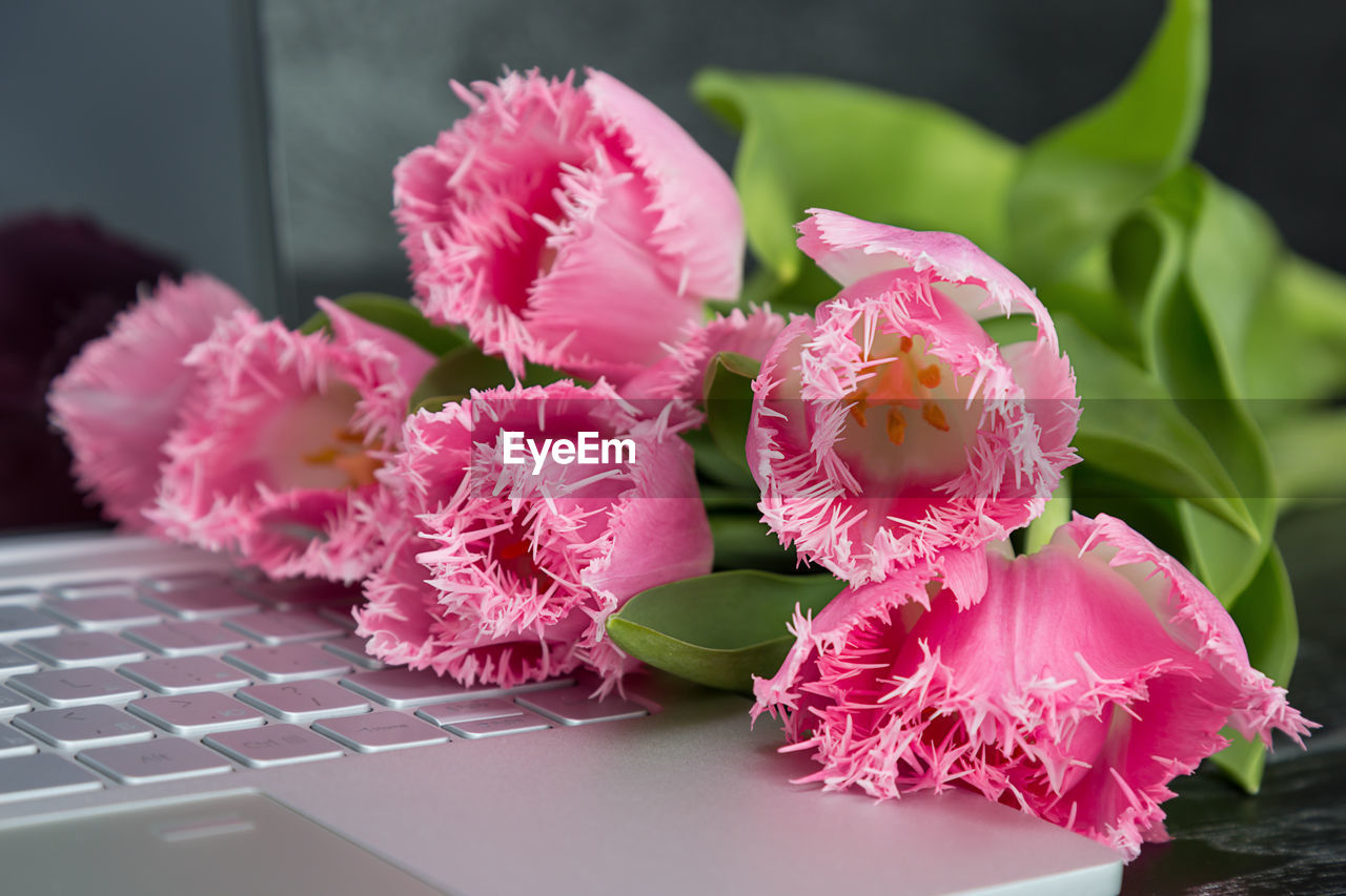 Close-up of pink flowers and laptop on table