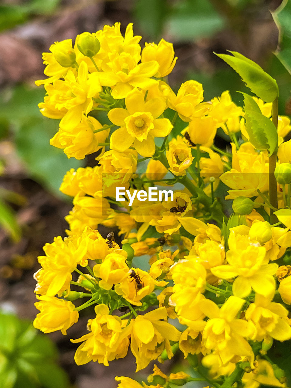 yellow, flower, plant, flowering plant, freshness, beauty in nature, nature, close-up, fragility, growth, flower head, petal, rapeseed, focus on foreground, inflorescence, springtime, vibrant color, mustard, shrub, wildflower, outdoors, no people, blossom, produce, day, plant part, subshrub, leaf