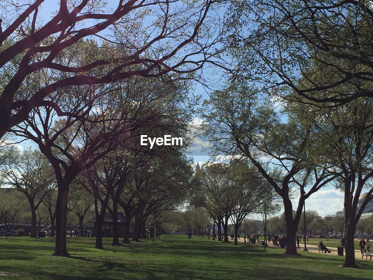 VIEW OF TREES IN PARK