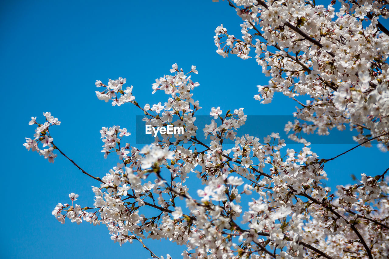 LOW ANGLE VIEW OF CHERRY BLOSSOM AGAINST CLEAR BLUE SKY