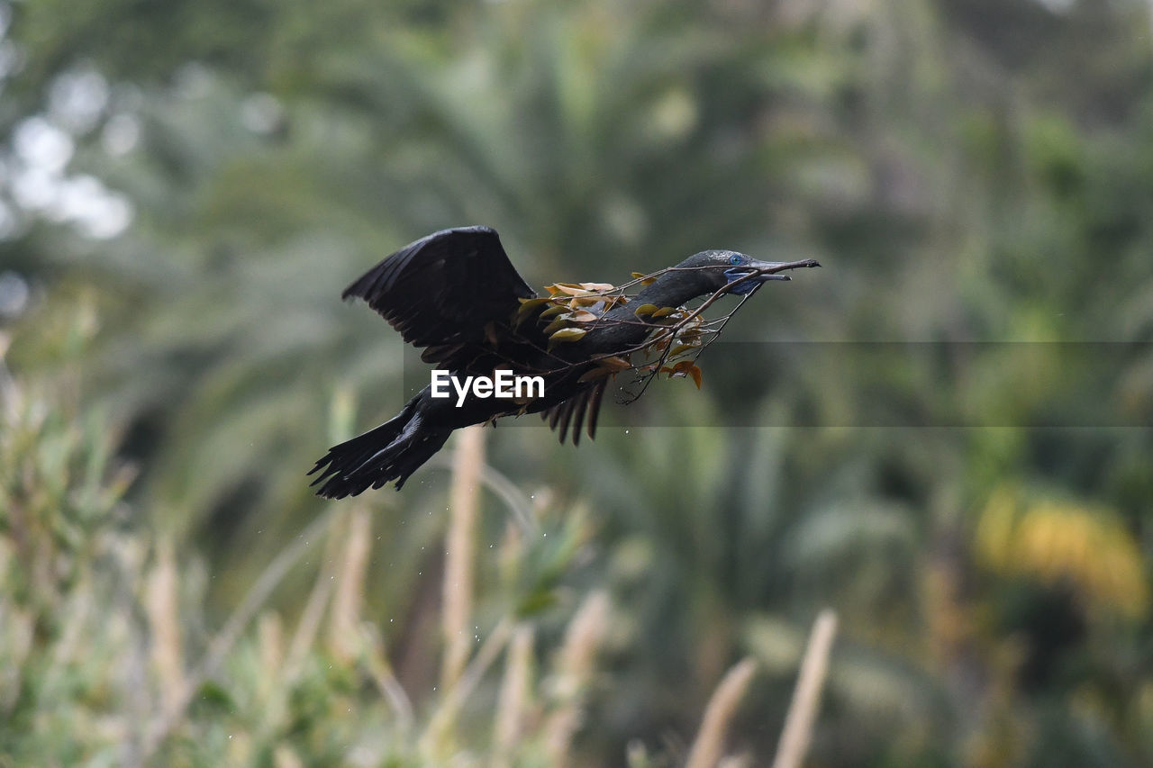 CLOSE-UP OF BIRD FLYING IN THE BACKGROUND