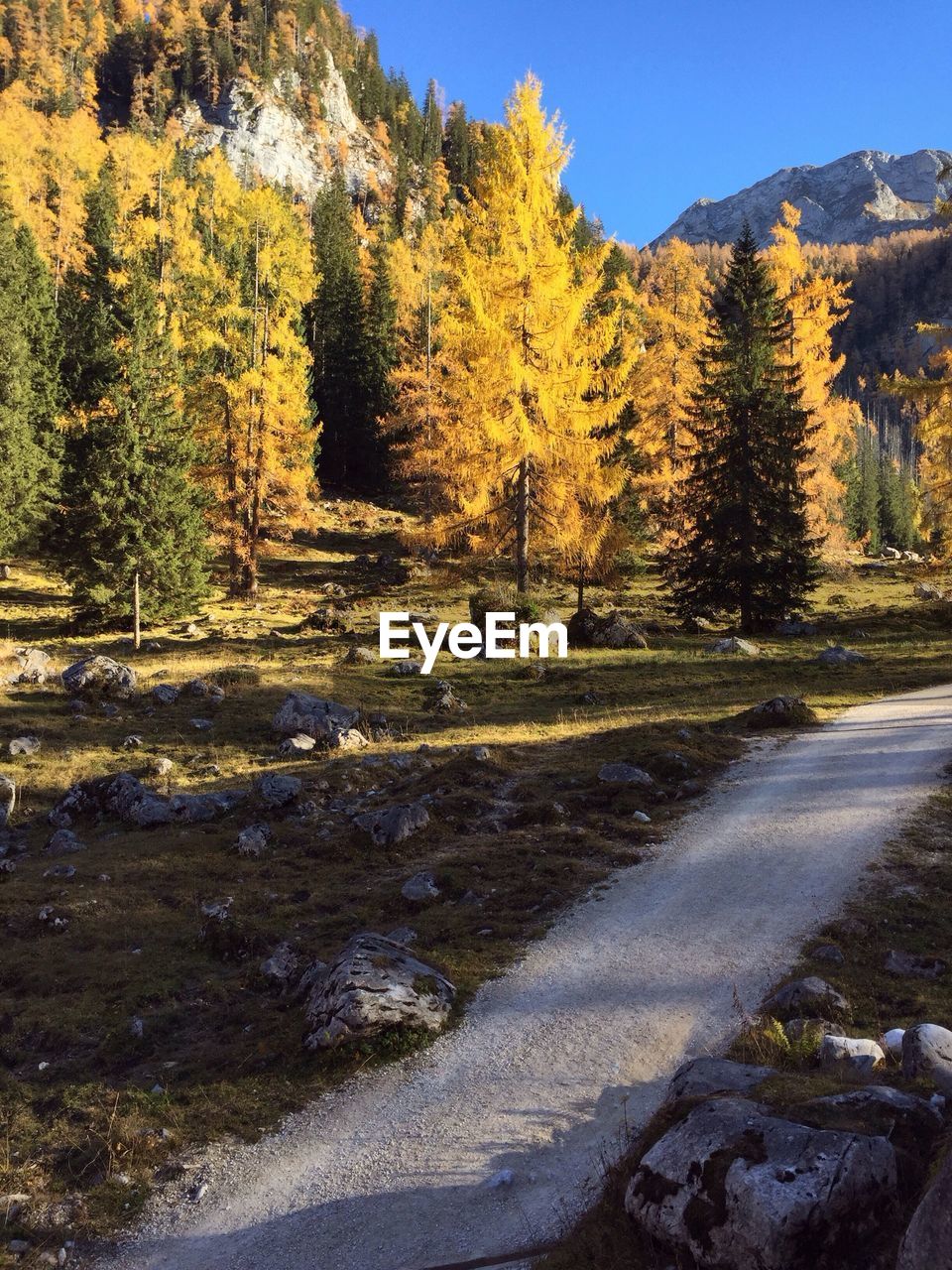 SCENIC VIEW OF TREES IN FOREST