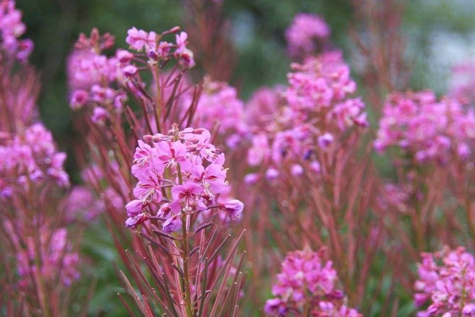 CLOSE-UP OF PINK FLOWERS BLOOMING