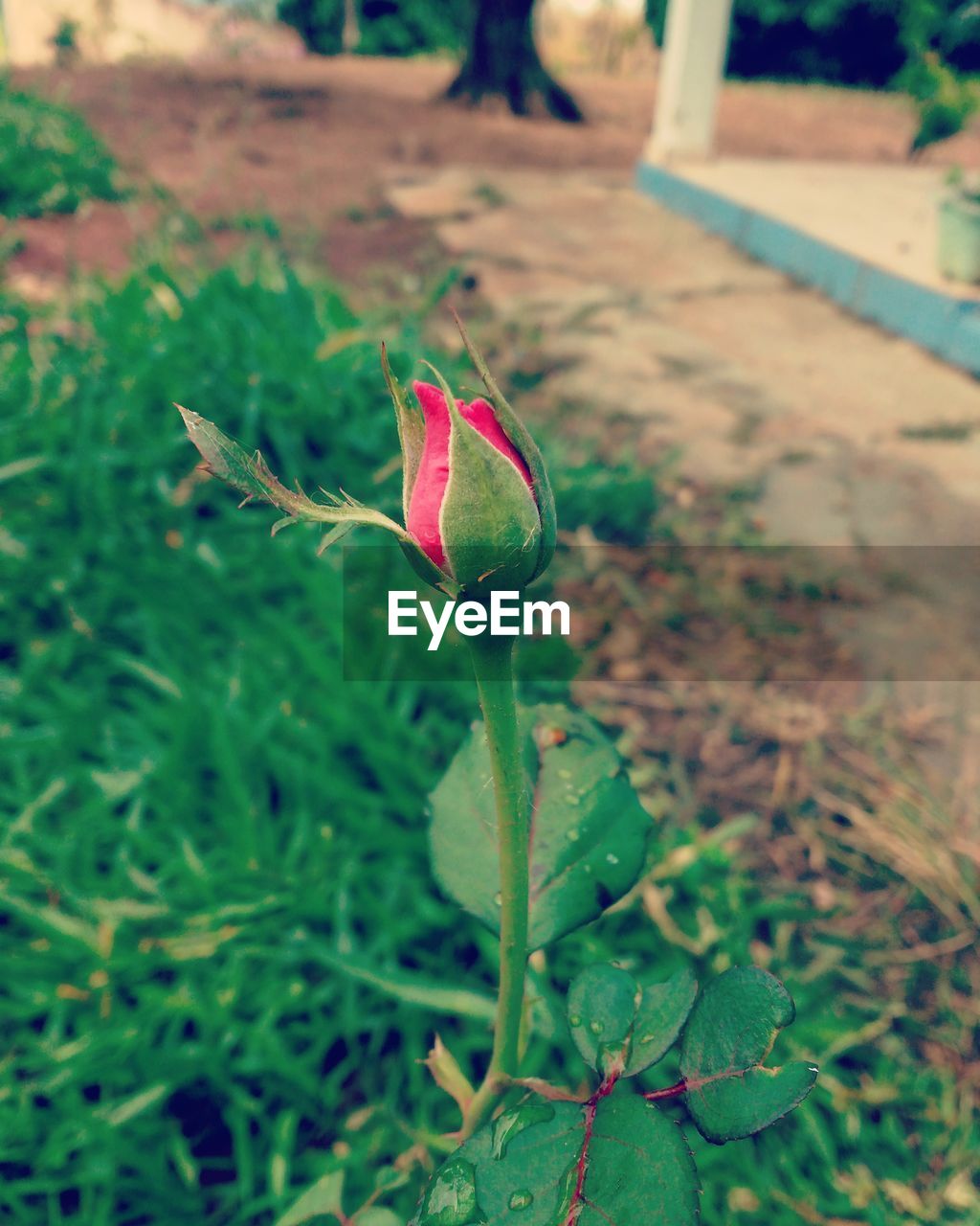 CLOSE-UP OF FLOWER BLOOMING