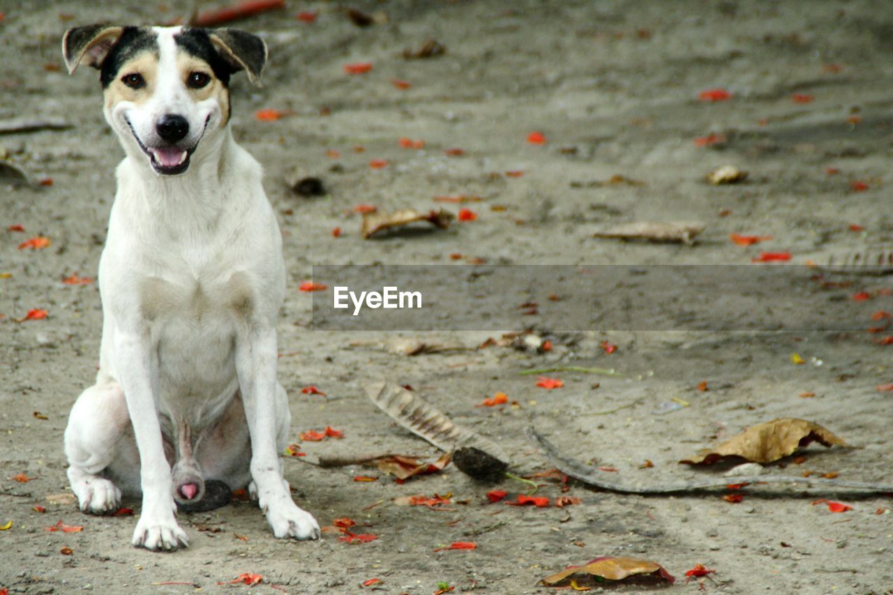 Portrait of dog sitting on field