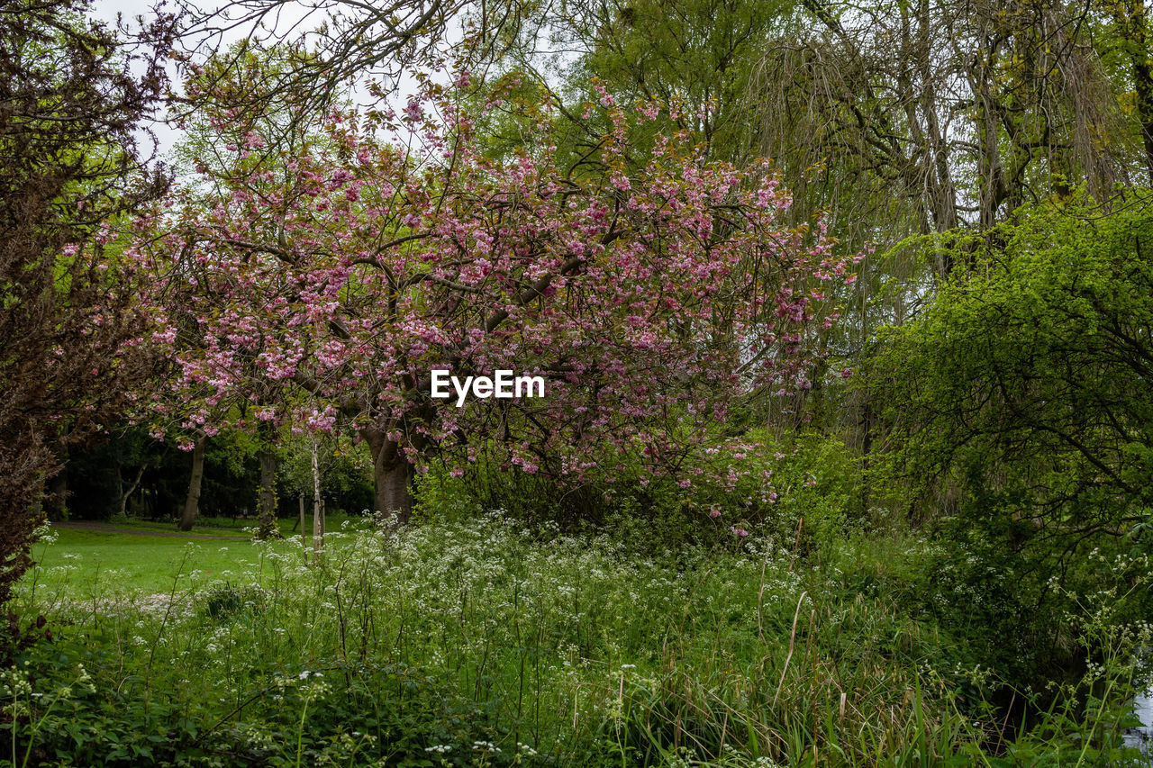 Cherry blossoms in spring