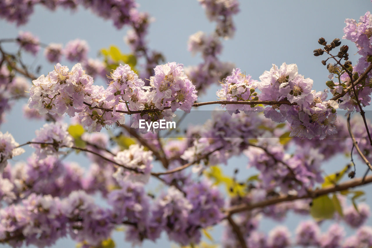 LOW ANGLE VIEW OF CHERRY BLOSSOM