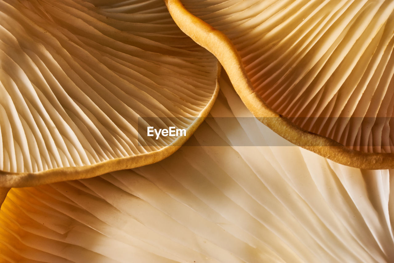 CLOSE-UP OF MUSHROOM ON TABLE