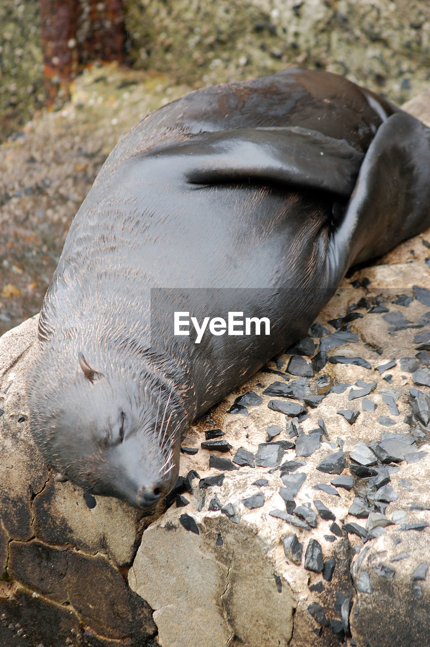 Close-up of an animal sleeping