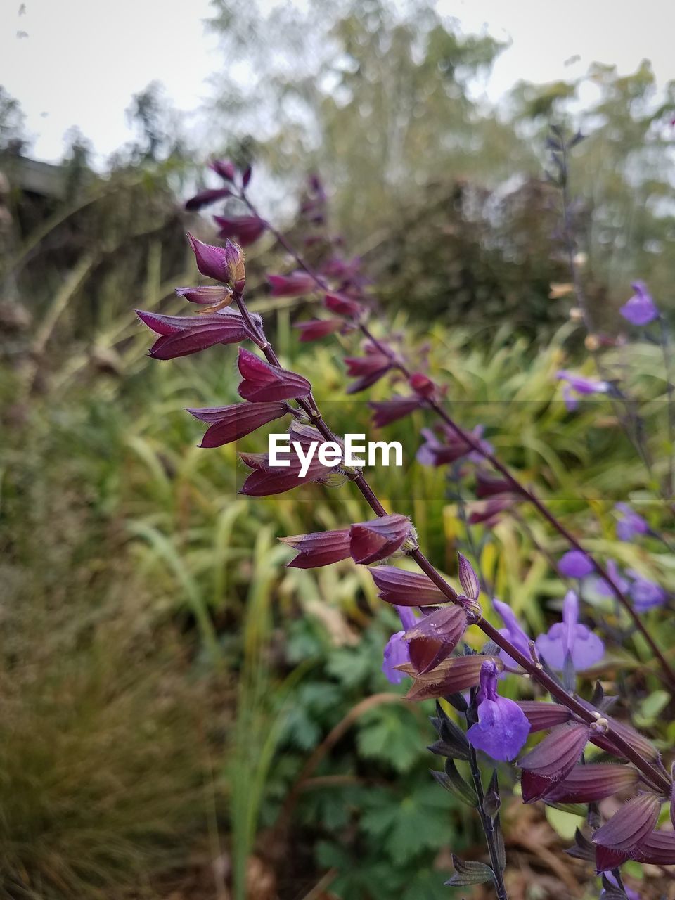 CLOSE-UP OF PURPLE FLOWERS AGAINST BLURRED BACKGROUND