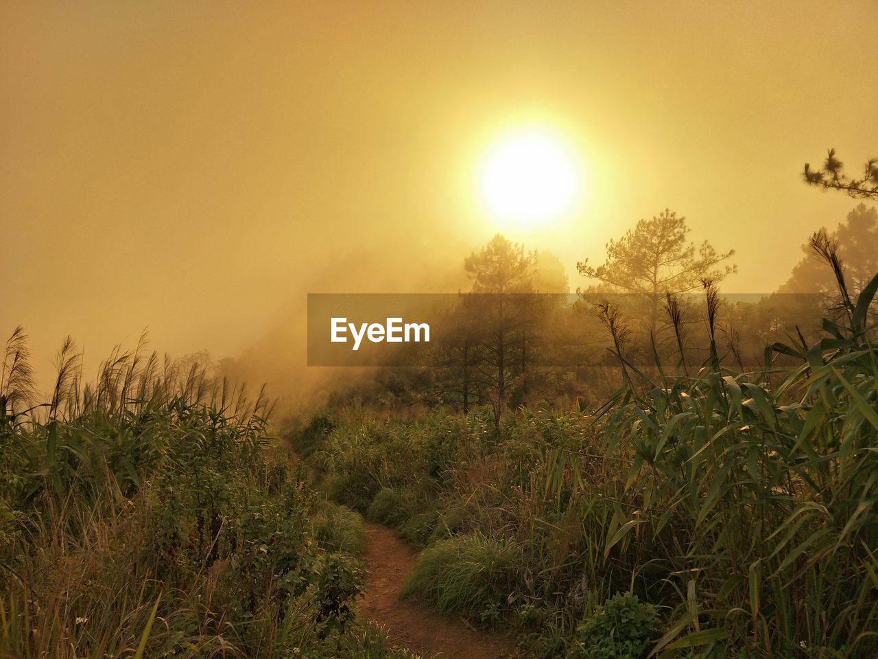 Scenic view of field against sky during sunset