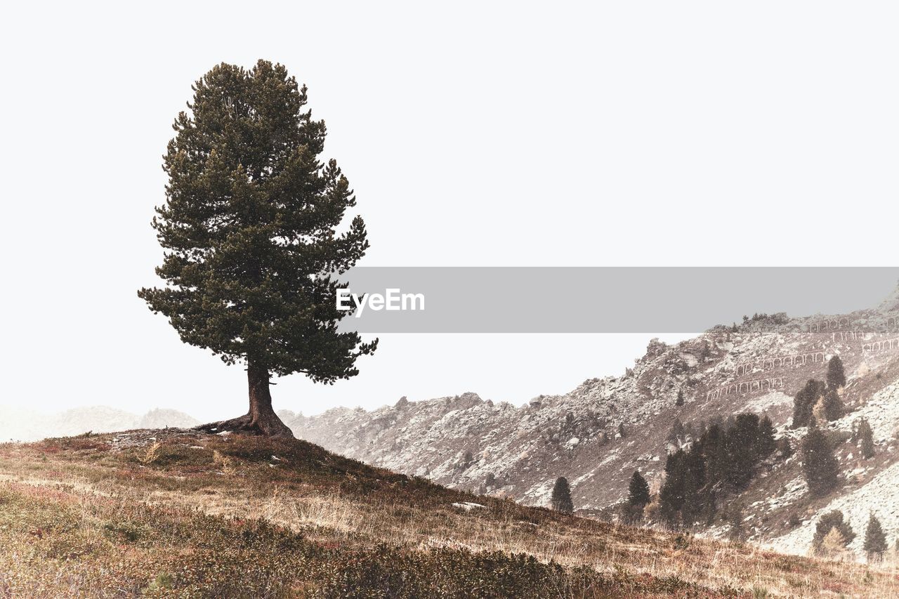 tree, plant, sky, nature, landscape, environment, scenics - nature, mountain, land, beauty in nature, tranquility, coniferous tree, pinaceae, no people, tranquil scene, day, non-urban scene, pine tree, outdoors, rock, clear sky, travel destinations, remote, copy space, pine woodland, mountain range, idyllic, growth, travel, forest