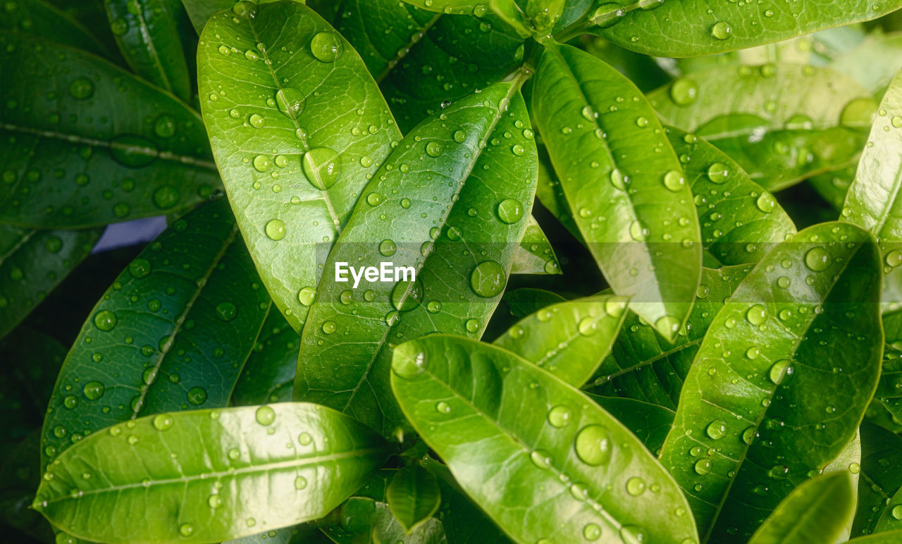 CLOSE-UP OF RAINDROPS ON LEAVES