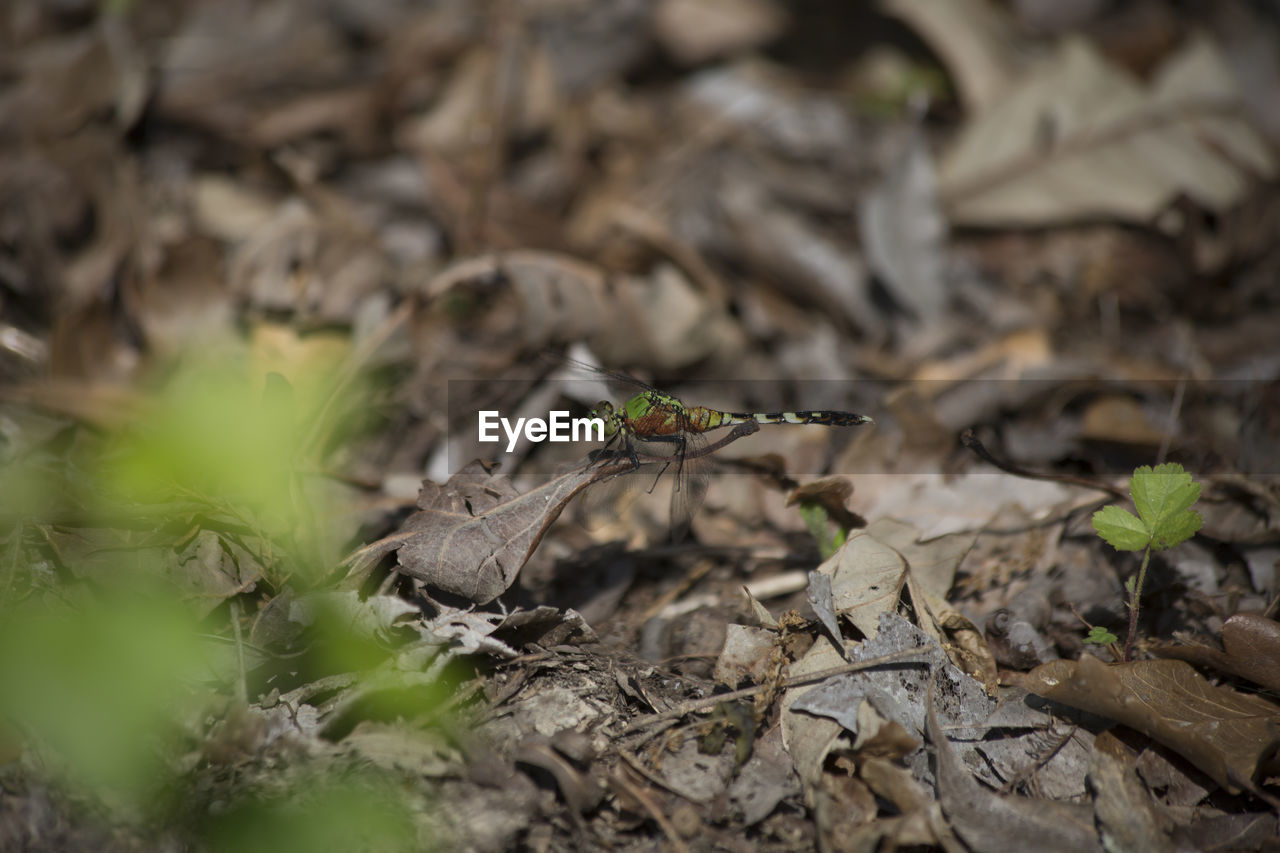 CLOSE-UP OF BUTTERFLY ON DRY LEAVES