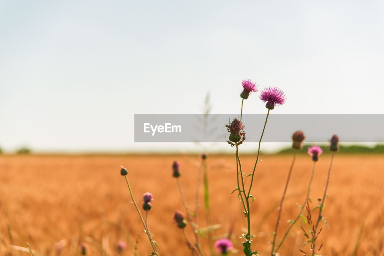 Close-up of flowers growing in field