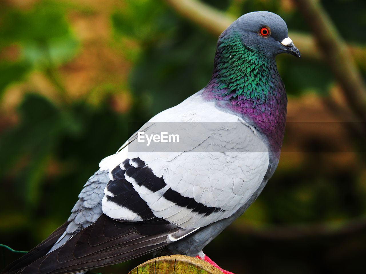 CLOSE-UP OF PIGEON PERCHING ON A LEAF