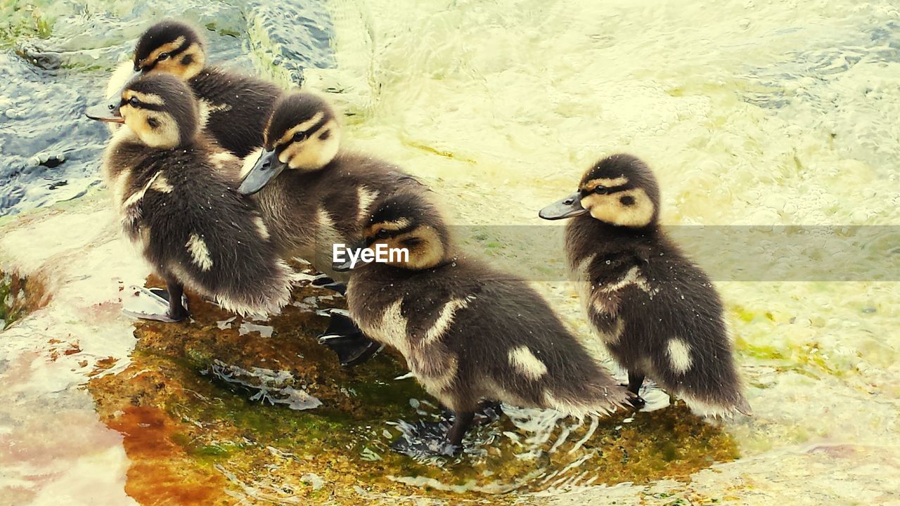 Cygnets on wet rock