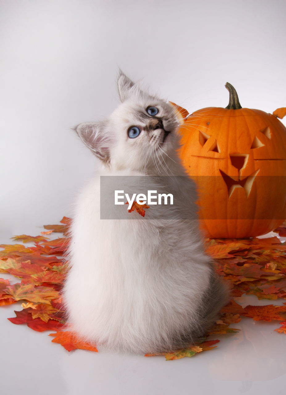 Cat sitting by jack o lantern and autumn leaves against white background