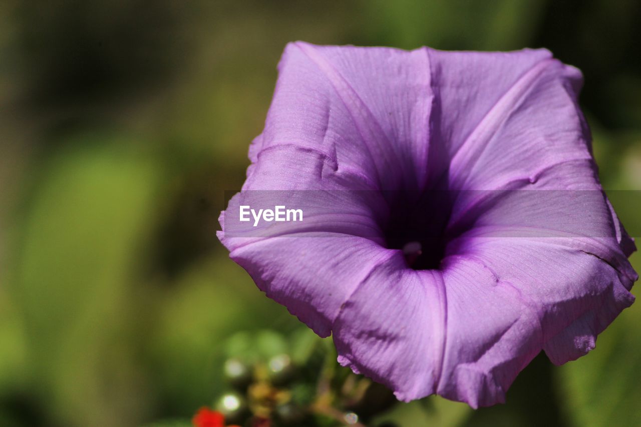 CLOSE-UP OF PURPLE ROSE