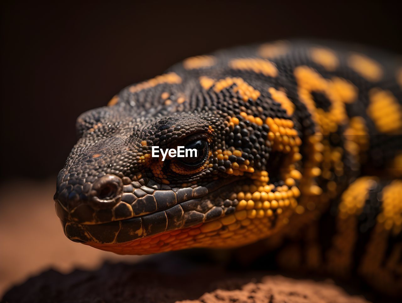 close-up of lizard on rock