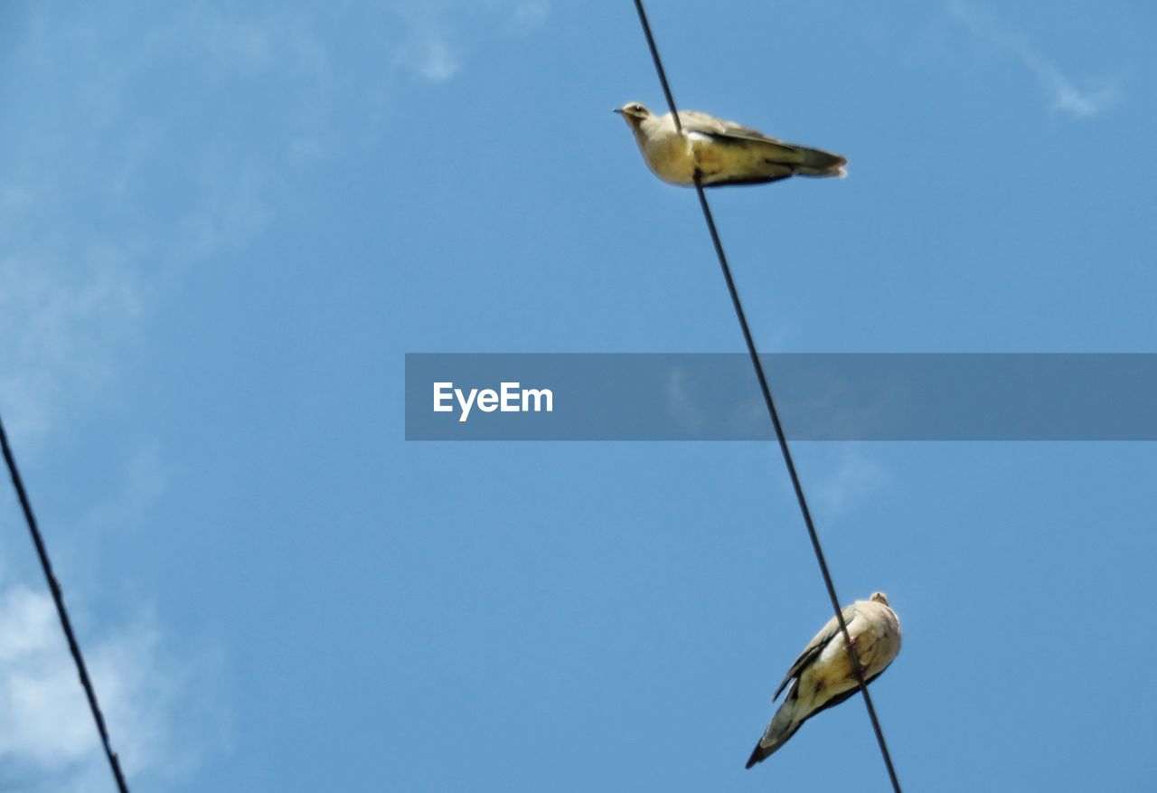 GRAY HERON PERCHING ON BLUE SKY