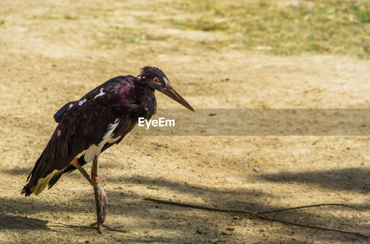 SIDE VIEW OF A BIRD WALKING ON A LAND