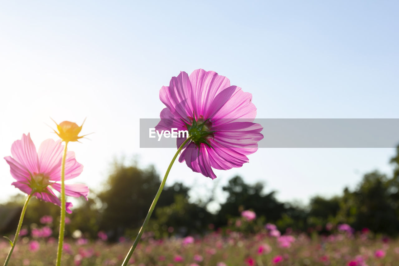 CLOSE-UP OF PINK COSMOS FLOWERS AGAINST CLEAR SKY