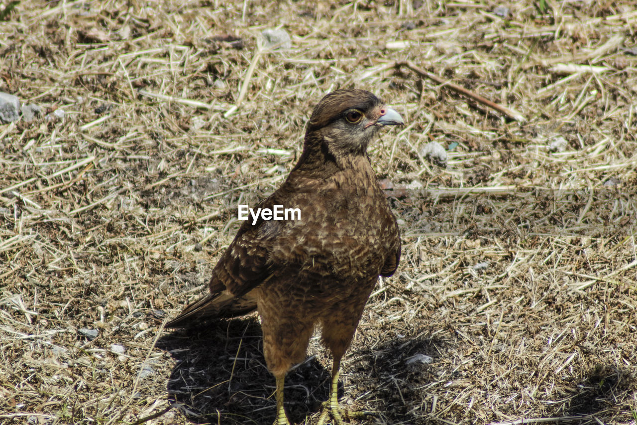 CLOSE-UP OF SPARROW ON FIELD