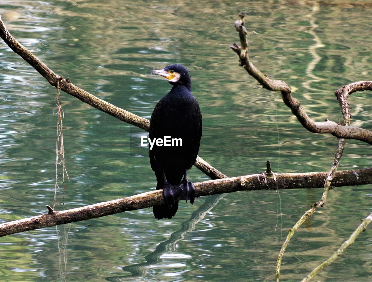 BIRD PERCHING ON BRANCH