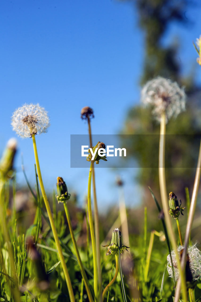 Close-up of flowering plants on field