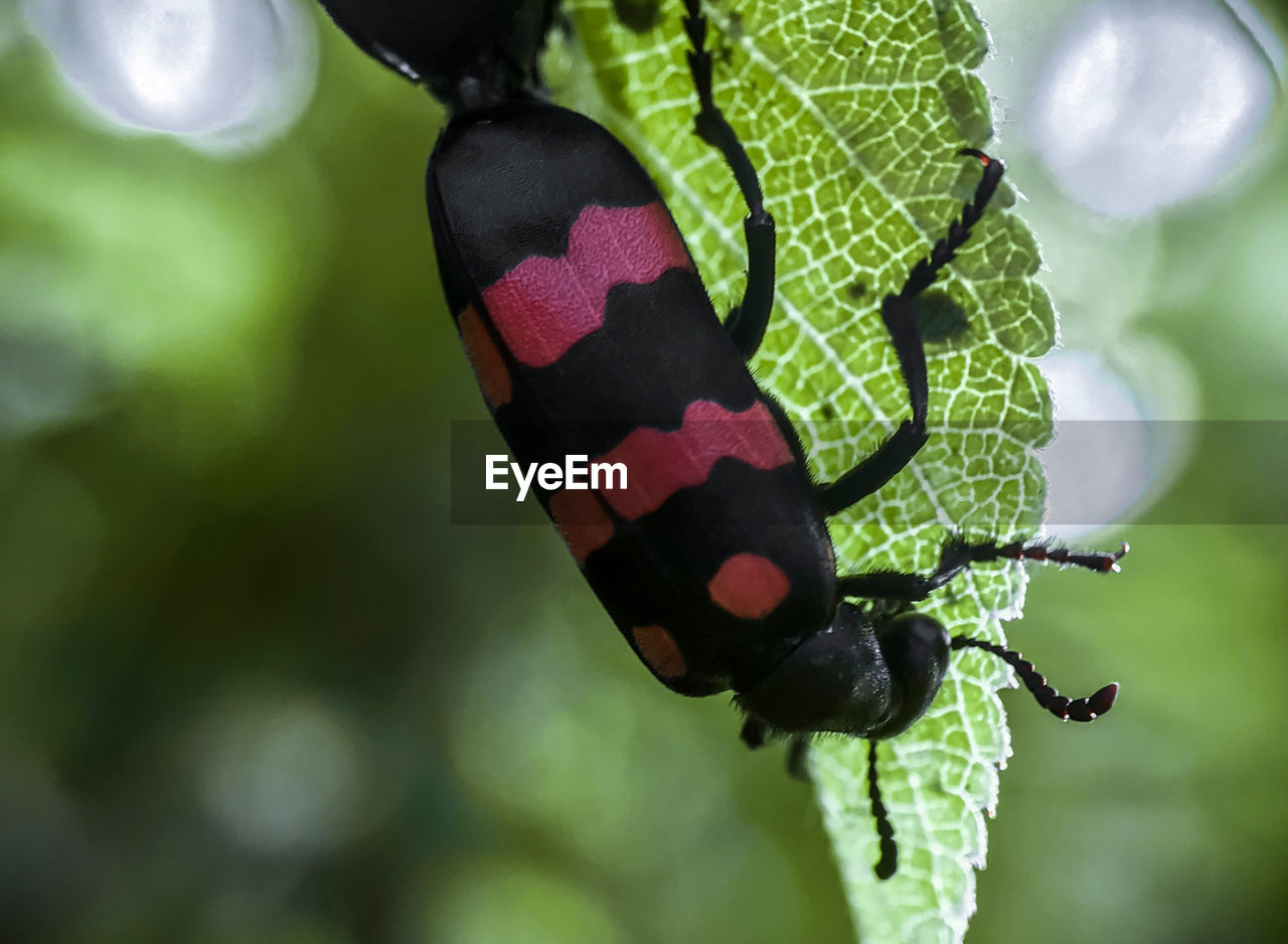 CLOSE-UP OF BUTTERFLY