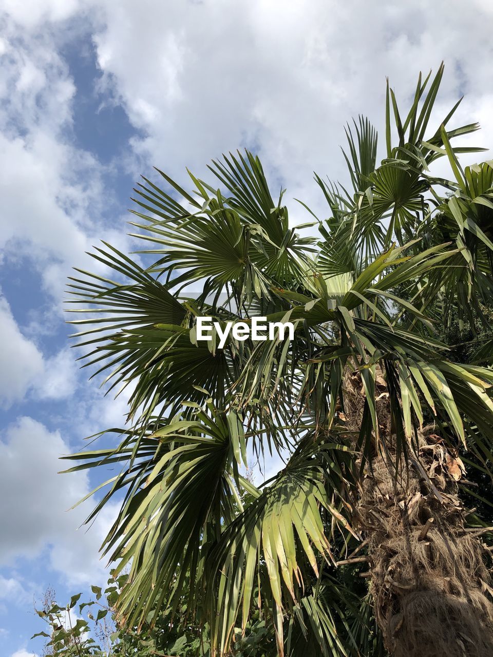 Low angle view of palm tree against sky