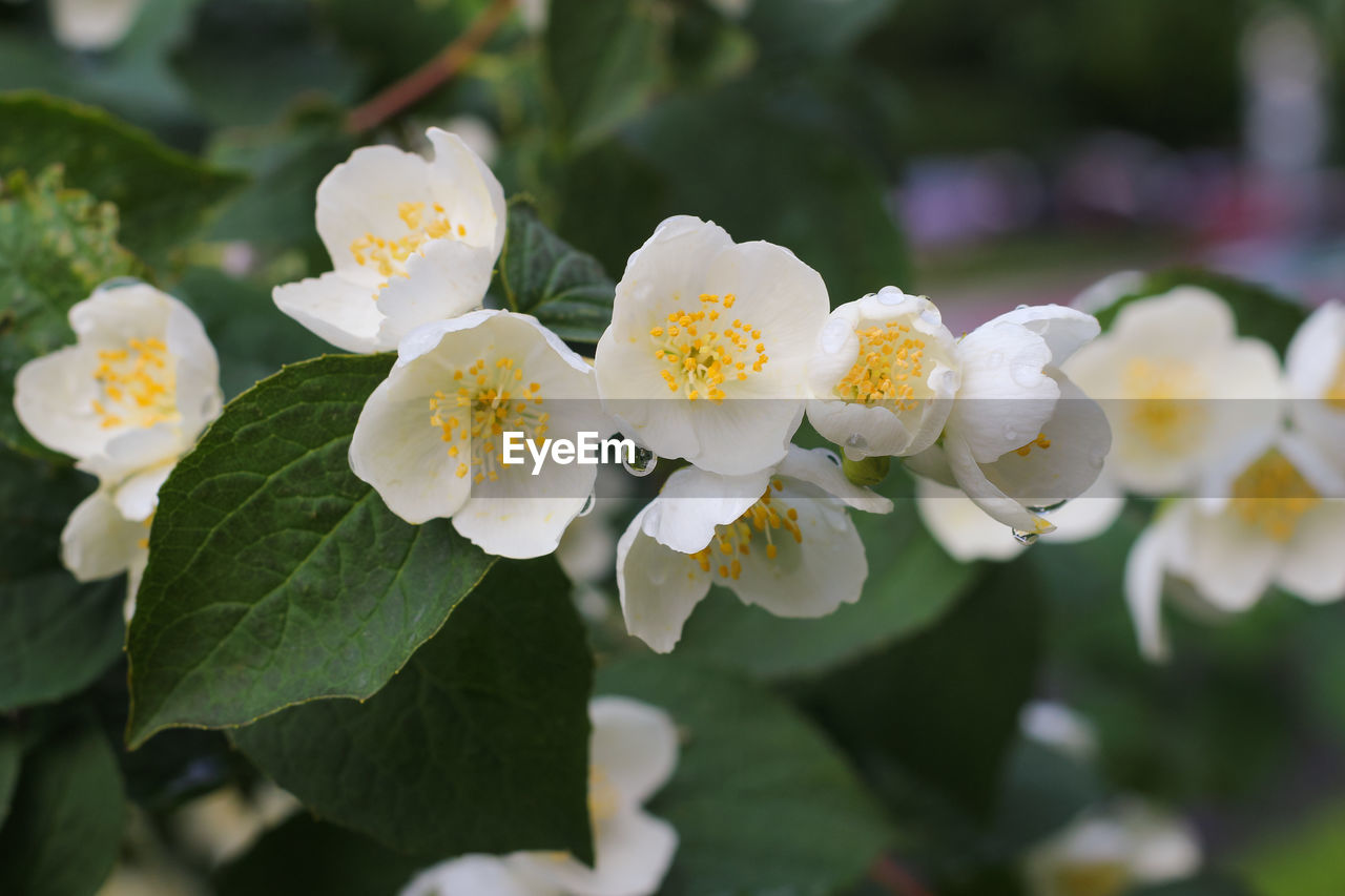 Philadelphus coronarius sweet mock orange, english dogwood. white garden jasmine flower blossom