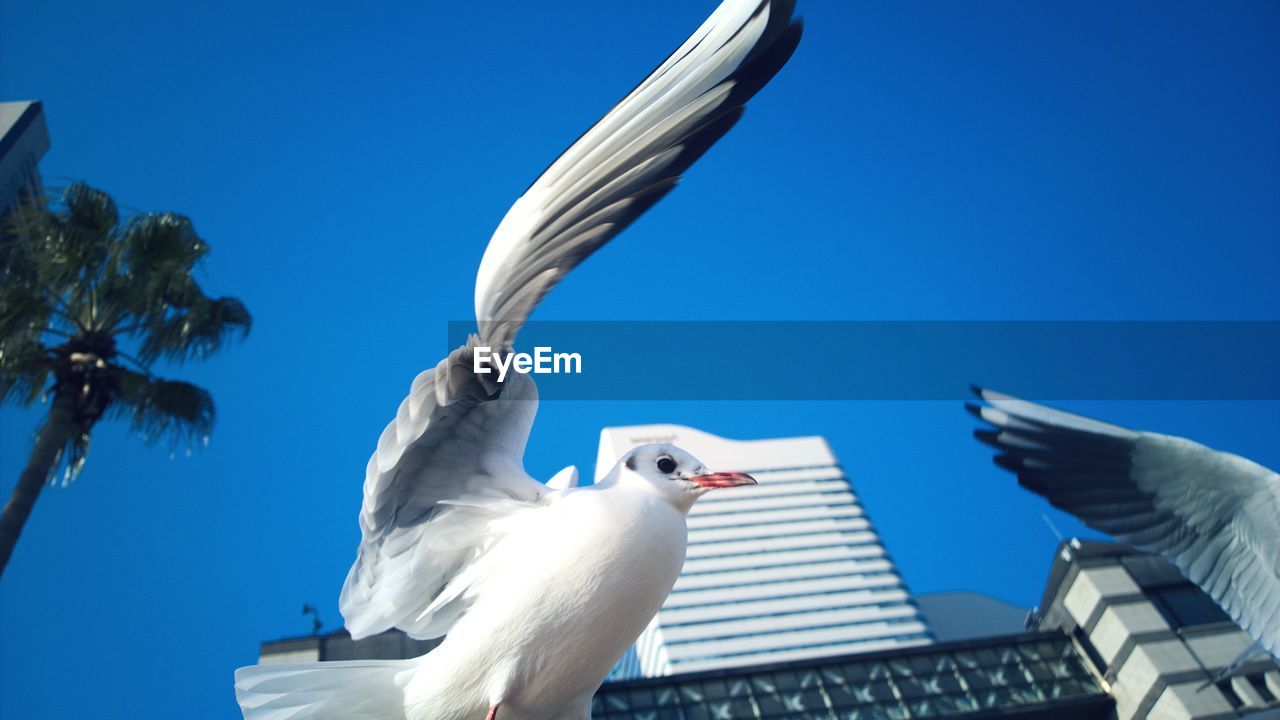 Low angle view of seagull and buildings against clear blue sky