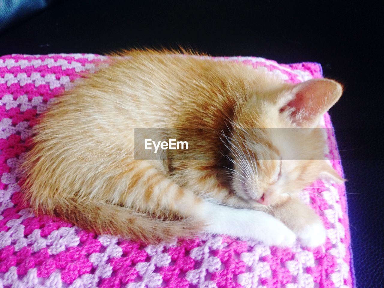 High angle view of kitten sleeping on pink woolen bed at home