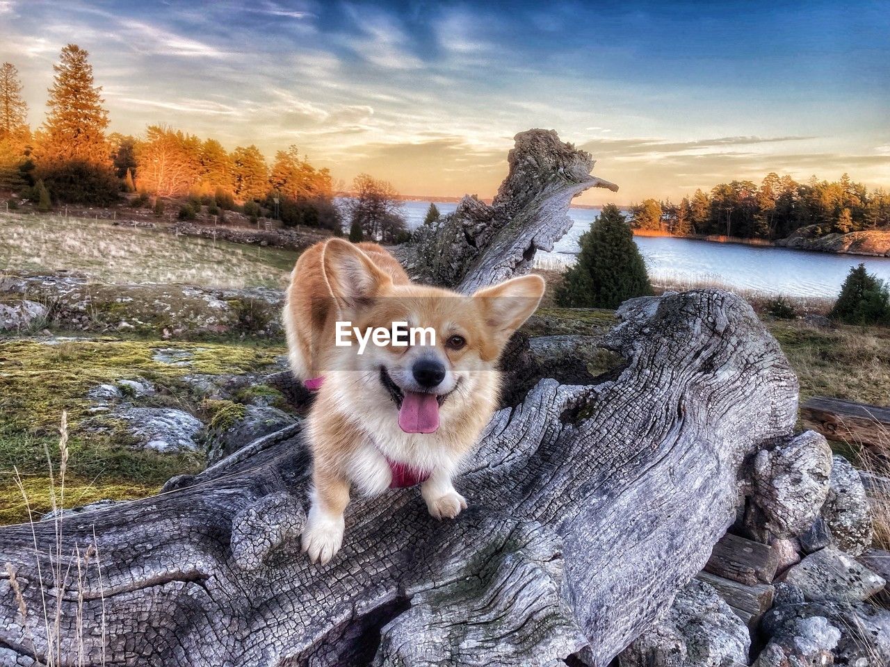 one animal, mammal, animal themes, animal, dog, canine, domestic animals, pet, sky, tree, nature, portrait, looking at camera, no people, cloud, plant, sticking out tongue, sunset, facial expression, welsh corgi, outdoors, rock